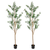 Set of Two Trees in a Black Pots - 880016721492