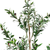Set of Two Trees in a Black Pots - 880016721492