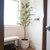 Set of Two Trees in a Black Pots - 880016721492