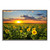 Sunflower Sunset 7 Silver Wrapped Canvas Print Wall Art