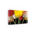 Sunshine Tulips 4 Wrapped Canvas Print Wall Art