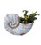 9" Distressed Cream and Terra Cotta Conch Shell Planter
