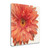 Vivid Daisy 2 Wrapped Canvas Print Living Room Wall Art