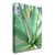 "Agave Succulent #1" Wrapped Canvas Print Wall Art