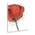 Not A California Poppy I On White Wrapped Canvas Print Living Room Wall Art