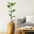 Artificial Indoor Turtle Back Tree Fake Fern Plant Decorative