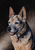 Australian Cattle Dog Blue Heeler -  Joni Monroe Beinborn Portrait House and Garden Flag