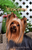 Yorke - Close Encounters of the Furry Kind Welcome  House and Garden Flags