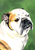 Bulldog - Best of Breed Outdoor Portrait Flag