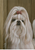 Shih Tzu  - Best of Breed Portrait   Outdoor Flag