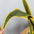 Artificial Indoor Edge Tiger Piran Fake Decoration Tree Flower Pot Plant