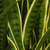 Artificial Indoor Edge Tiger Piran Fake Decoration Tree Flower Pot Plant