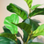 Artificial Indoor Qin Yerong Tree Fake Plant Simulation Decorative