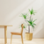 Realistic Artificial Dracaena, Rubberised Silk Cloth + Iron Wire