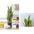 Artificial Indoor Edge Tiger Piran Fake Decoration Tree Flower Pot Plant