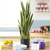 Artificial Indoor Edge Tiger Piran Fake Decoration Tree Flower Pot Plant