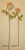 Victorian Silk Rose Pick