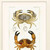 Set Of Two Antique Crab Brown Framed Wall Art