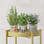 Gold Metal Plant Stand Flower Pot Holder Corner Shelving Rack Indoor Display