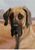 Great Dane - Best of Breed Portrait   Outdoor Flag