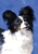 Papillon Black/White - Best of Breed Outdoor Portrait Flag