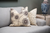 Deer Meadow Throw Pillow