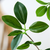 Artificial Indoor Watercress Tree Fake Plant Simulation Decorative