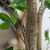 Artificial Indoor Watercress Tree Fake Plant Simulation Decorative