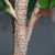 Artificial Indoor Qin Yerong Tree Fake Plant Simulation Decorative