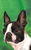Boston Terrier - Best of Breed Outdoor Portrait Flag