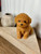 Large Puppy Candle