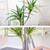 Artificial Indoor Brazlian Iron Tree Fake Plant Decorative  Heads