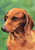 Dachshund Red - Best of Breed Outdoor Portrait Flag