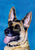 German Shepherd - Best of Breed Outdoor Portrait Flag