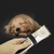 Rechargeable Electric Cordless Pet Hair 