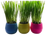 Cat Grass Balls 