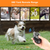 iMounTEK Dog Training Collar 