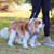 Midnight Rope Dog Leash