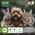 Natural Flea and Tick Home Spray for Dogs Cats & Ferret Mosquito Bug Repellent & Carpet Flea Killer Pet Pest Control & House Flea Treatment Indoor Org