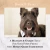Dog Macarons - Box of 6 (Available in 12 Flavors)