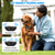 Dog Training Collar