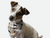 Guard Dog