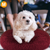 Pet Dog Bed Soft Warm Fleece Puppy Cat Bed 