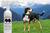 BarkLogic Aloe & Flaxseed Deodorizing Conditioner
