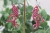 Flamingos Dangle Earrings