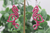 Pink Flamingos Dangle Earrings