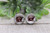 Cockapoo || Dog Breed || Glass Stud Earrings || Hypoallergenic