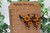 Sunflowers & Leopard Steer Skull || Double-Sided Faux Leather Earrings || Hypoallergenic