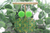 Cactus Acrylic Dangle Earrings