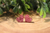 Pink Glitter Heart Stud Earrings